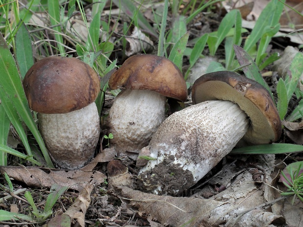 kozák hrabový Leccinum pseudoscabrum (Kallenb.) Šutara