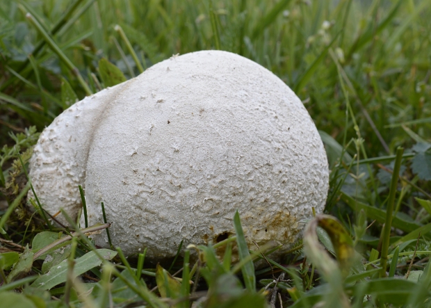 rozpadavec dlabaný Lycoperdon utriforme Bull.