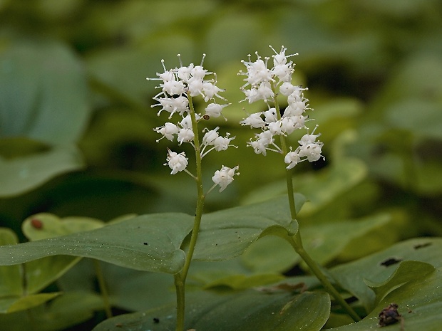 tôňovka dvojlistá Maianthemum bifolium (L.) F. W. Schmidt