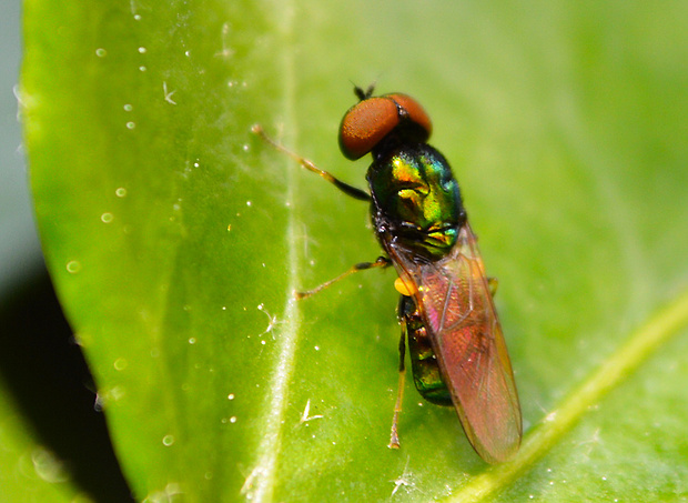 bránivka  Microchrysa polita  (Stratiomyidae)