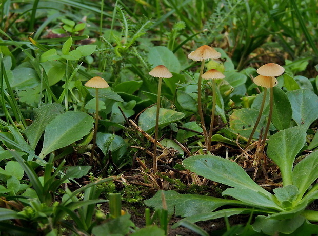 prilbička Mycena sp.