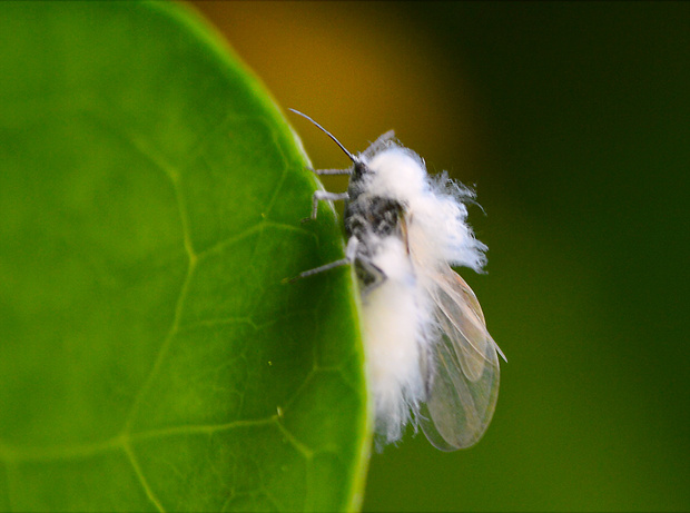 voška buková Phyllaphis fagi