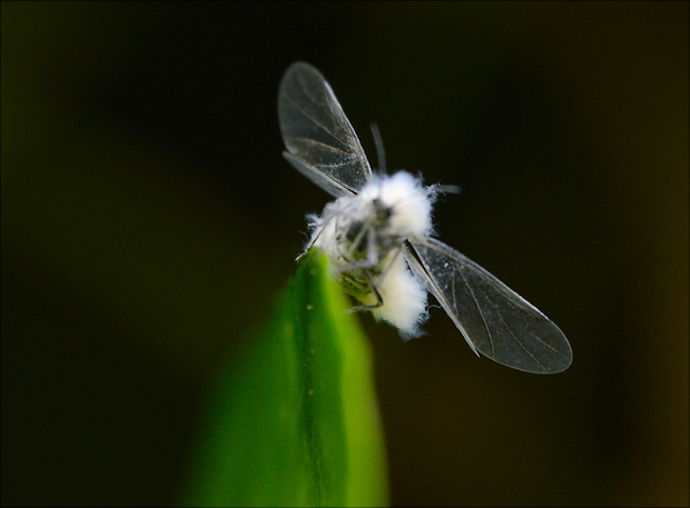 voška buková Phyllaphis fagi