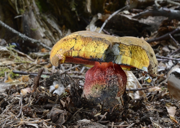 hríb zrnitohlúbikový Sutorius luridiformis (Rostk.) G. Wu & Zhu L. Yang