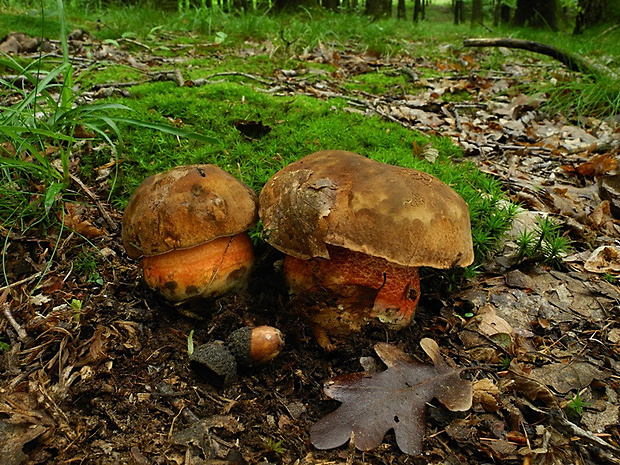 hríb zrnitohlúbikový Sutorius luridiformis (Rostk.) G. Wu & Zhu L. Yang