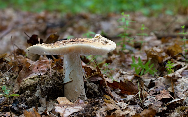 muchotrávka červenkastá Amanita rubescens Pers.