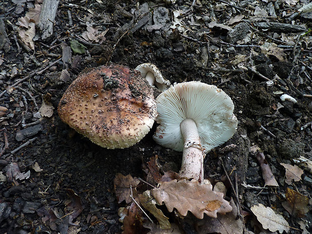 muchotrávka červenkastá Amanita rubescens Pers.