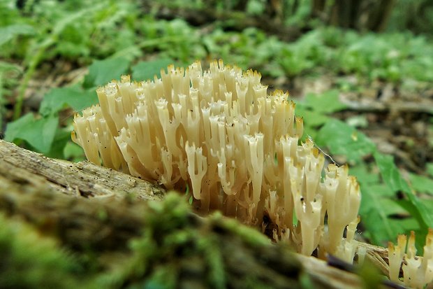 korunovec svietnikovitý Artomyces pyxidatus (Pers.) Jülich