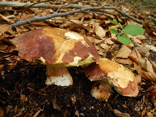 hríb sosnový Boletus pinophilus Pil. et Dermek in Pil.