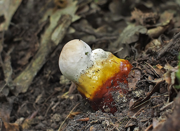 lesklokôrovka obyčajná Ganoderma lucidum (Curtis) P. Karst.