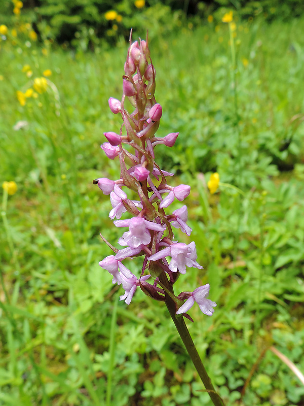 päťprstnica obyčajná Gymnadenia conopsea (L.) R. Br.