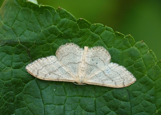 piadica kručinková Idaea aversata