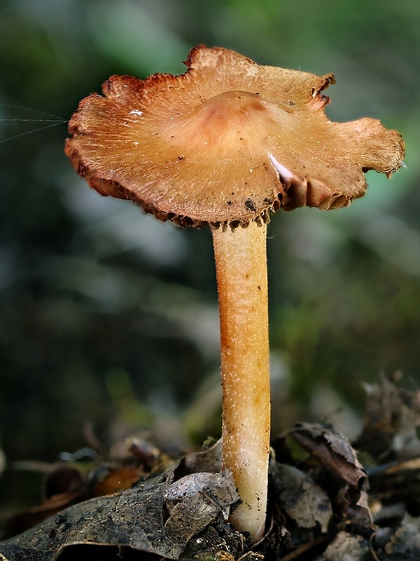 vláknica Inocybe sp.