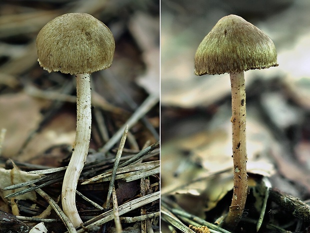 vláknica Inocybe sp.