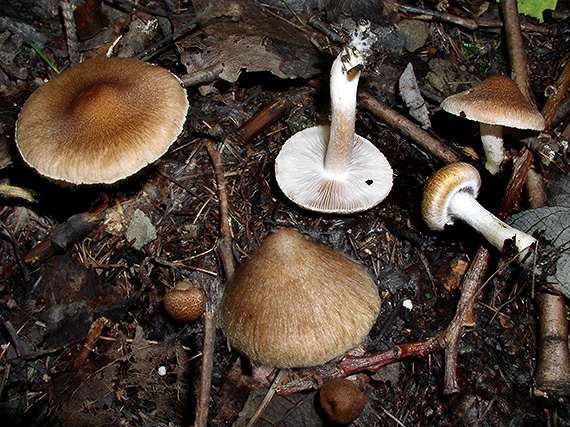 vláknica Inocybe sp.