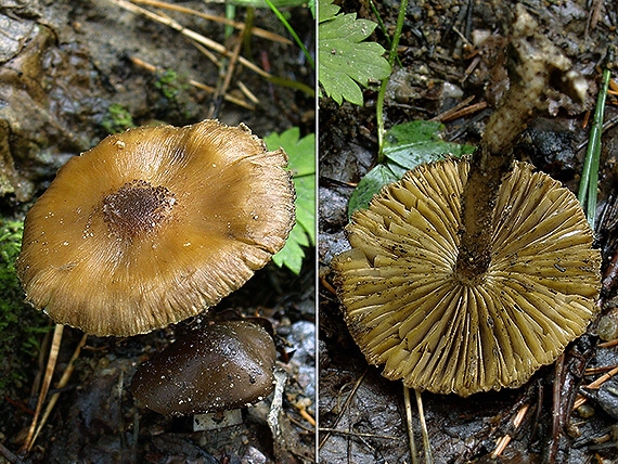 vláknica Inocybe sp.