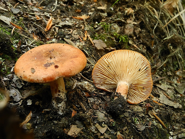 rýdzik ryšavý Lactarius rufus (Scop.) Fr.