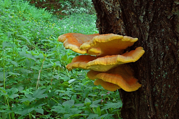 sírovec obyčajný Laetiporus sulphureus (Bull.) Murrill