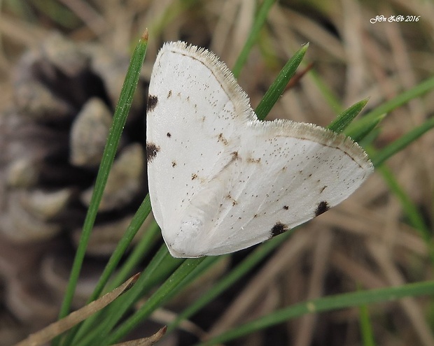 listnatka dvojškvrnná  Lomographa bimaculata