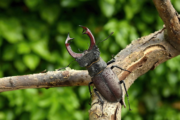 roháč obecný  Lucanus cervus