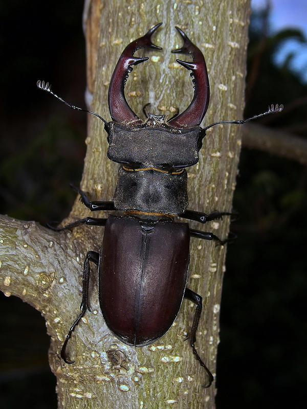 roháč obyčajný  Lucanus cervus