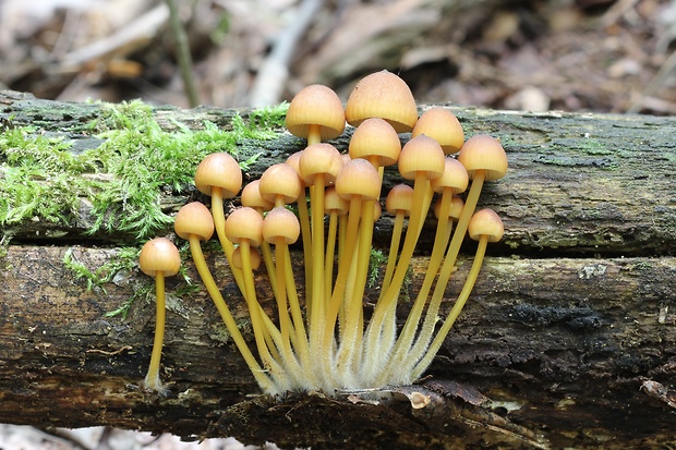 prilbička žltohlúbiková Mycena renati Quél.