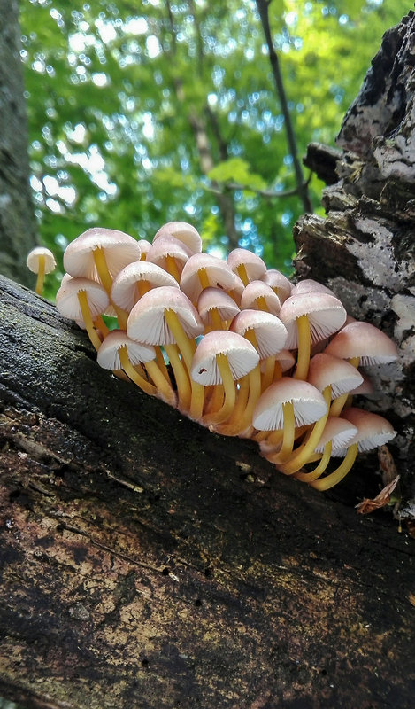 prilbička žltohlúbiková Mycena renati Quél.