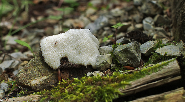 slizovka Myxomycetes