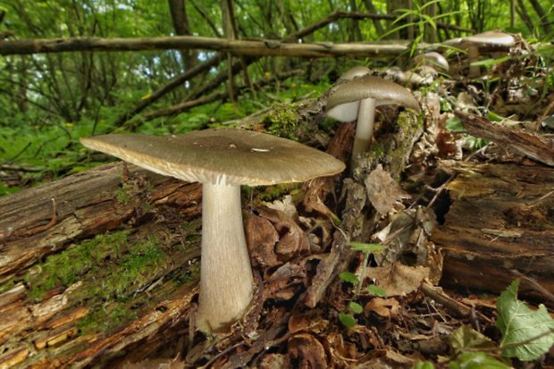 štítovka Pluteus sp.