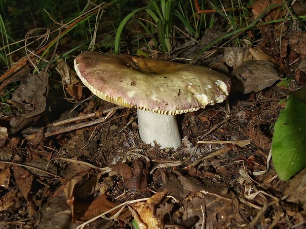 plávka Russula sp.