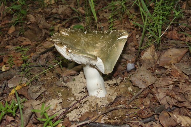 plávka Russula sp.