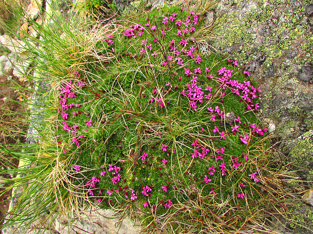 silenka bezbyľová Silene acaulis (L.) Jacq.