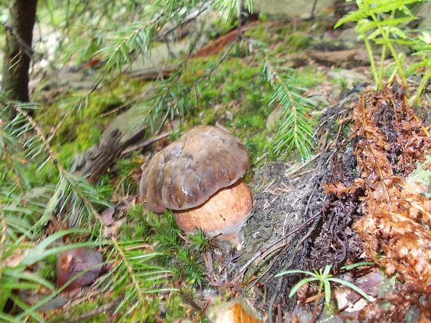 hríb zrnitohlúbikový Sutorius luridiformis (Rostk.) G. Wu & Zhu L. Yang