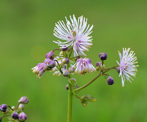 žltuška orlíčkolistá Thalictrum aquilegiifolium L.