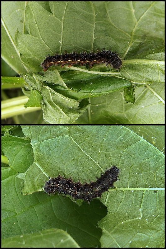 babôčka bodliaková  - húsenica Vanessa cardui