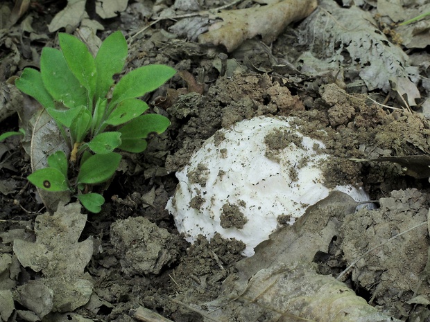 muchotrávka cisárska Amanita caesarea (Scop.) Pers.