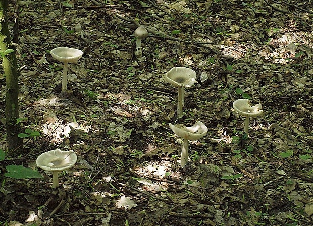 muchotrávka pošvatá Amanita vaginata (Bull.) Lam.