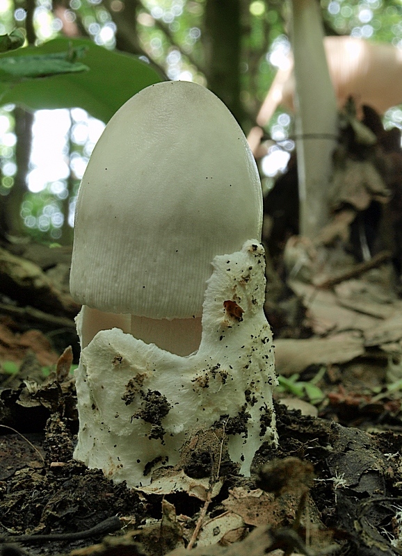 muchotrávka pošvatá Amanita vaginata (Bull.) Lam.