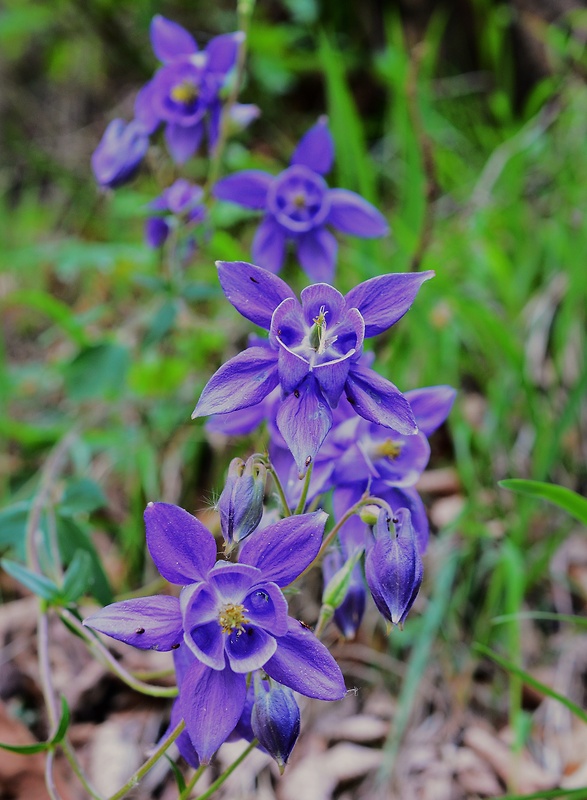 orlíček obyčajný Aquilegia vulgaris L.