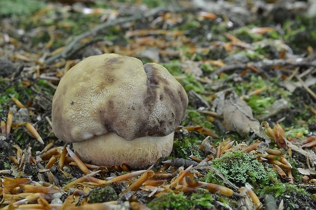 hríb sosnový Boletus pinophilus Pil. et Dermek in Pil.