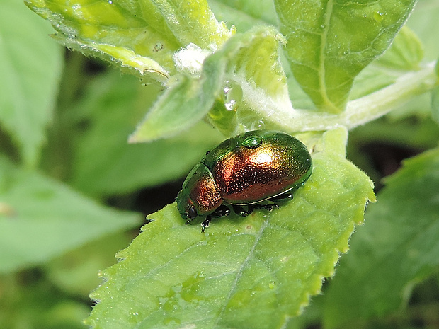 liskavka mätová / mandelinka mátová Chrysolina herbacea Duftschmid, 1825