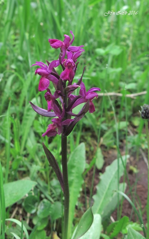 vstavačovec bazový Dactylorhiza sambucina (L.) Soó