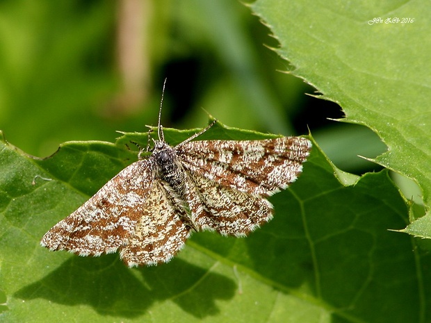 piadivka vresová Ematurga atomaria (Linnaeus, 1758)