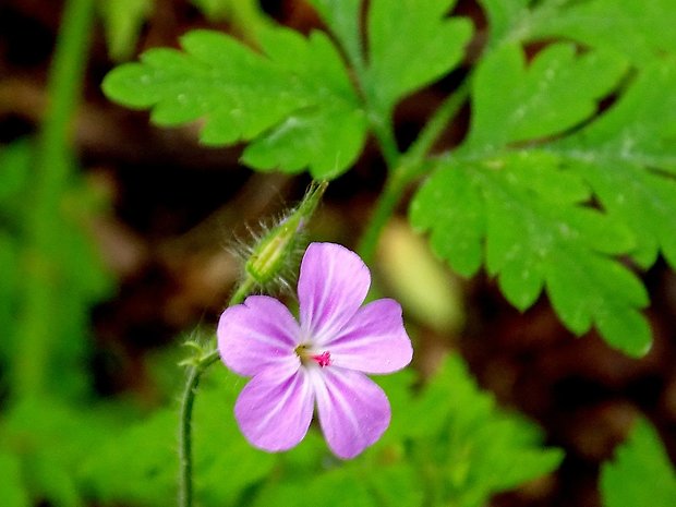 pakost smradľavý Geranium robertianum L.