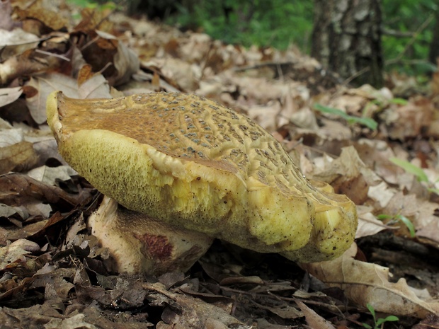 hríb plavý Hemileccinum impolitum (Fr.) Šutara