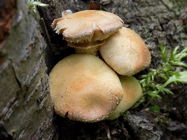 šupinačka menlivá Kuehneromyces mutabilis (Schaeff.) Singer & A.H. Sm.