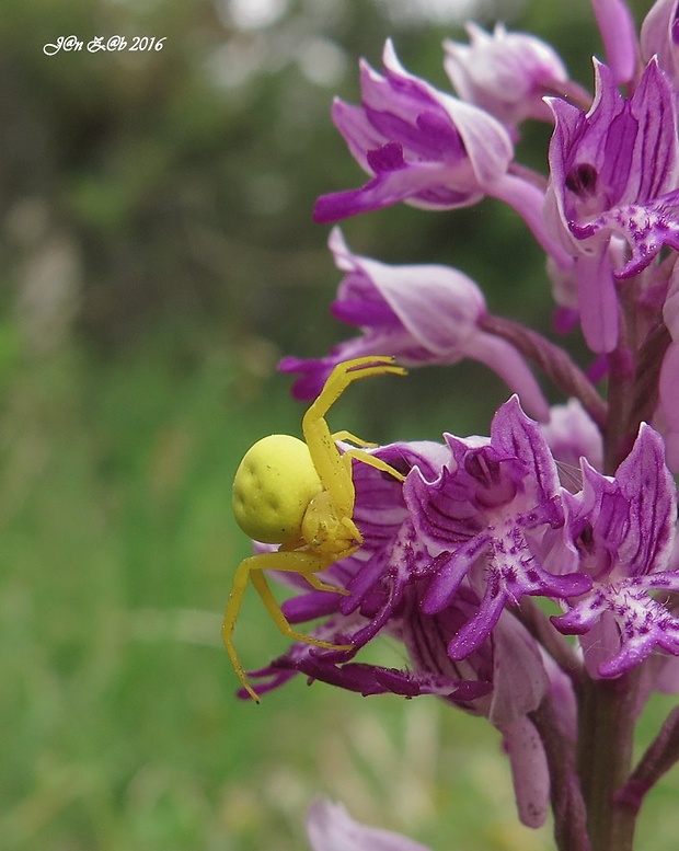 kvetárik dvojtvarý  Misumena vatia