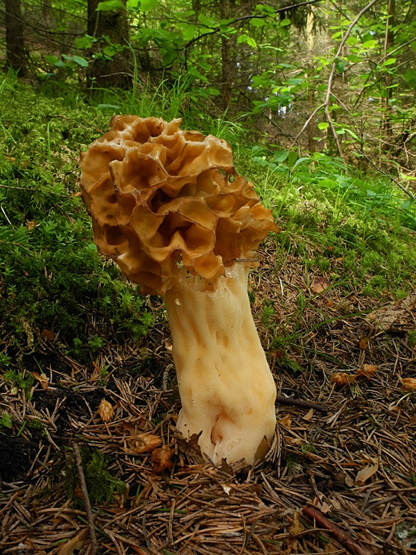 smrčok jedlý Morchella esculenta (L.) Pers.