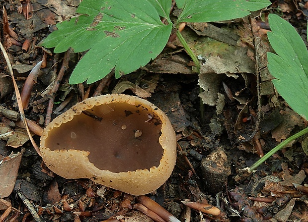 čiaška Peziza sp.