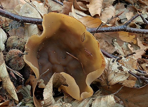 čiaška Peziza sp.